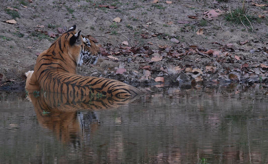 Tiger at the River Edge