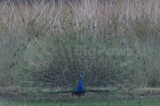 Peacock showing feathers