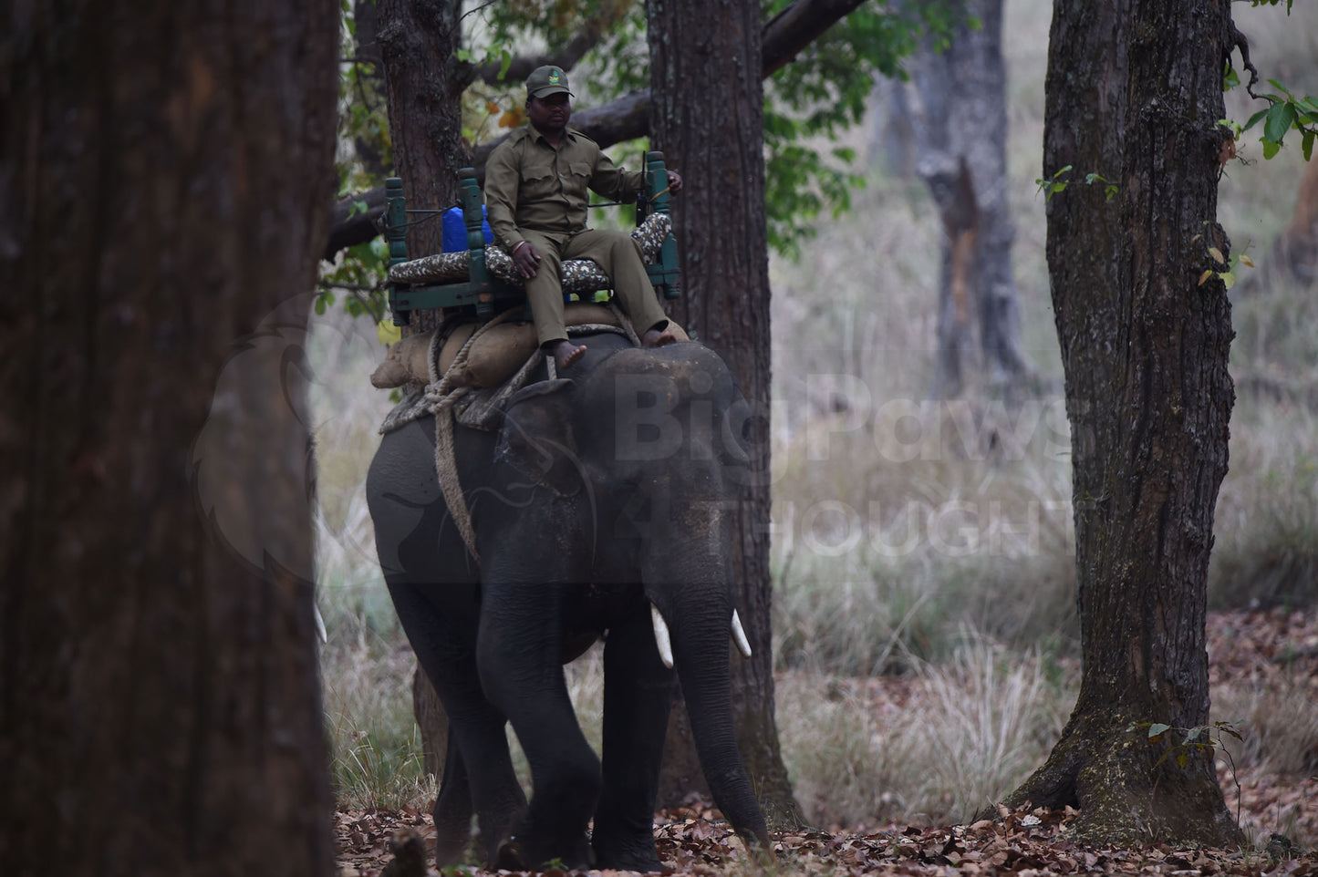 Indian Elephant