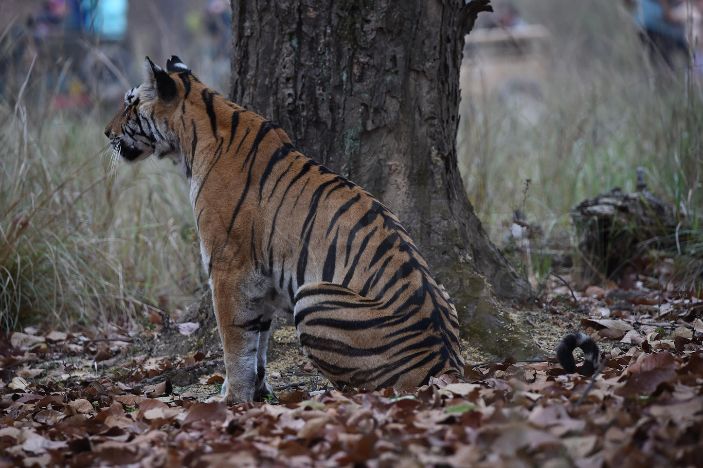 Tiger Sat