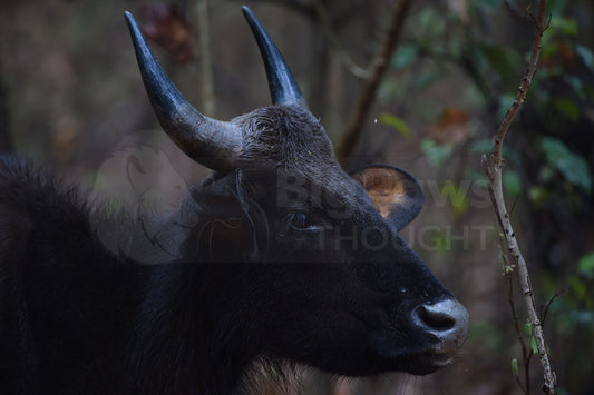 Indian Cattle