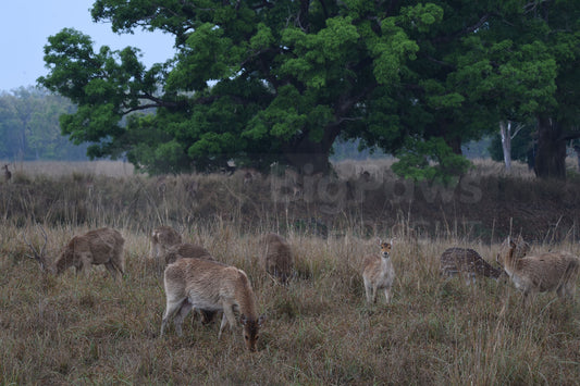 Group of Deer