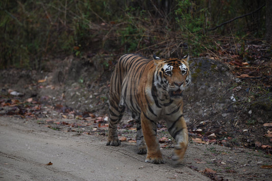 Tiger on the Track