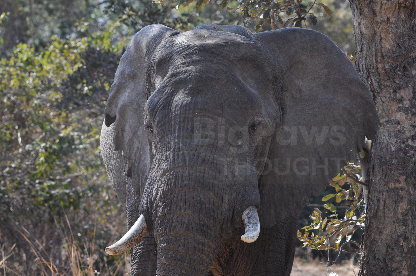 Elephant Boxed Presenter