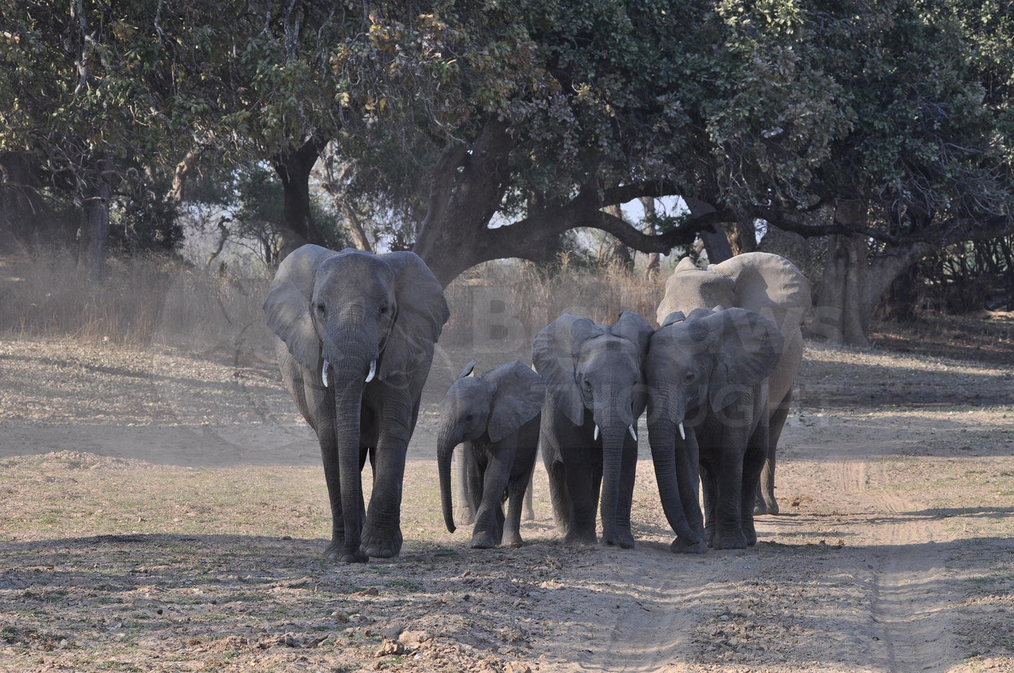 Elephant herd