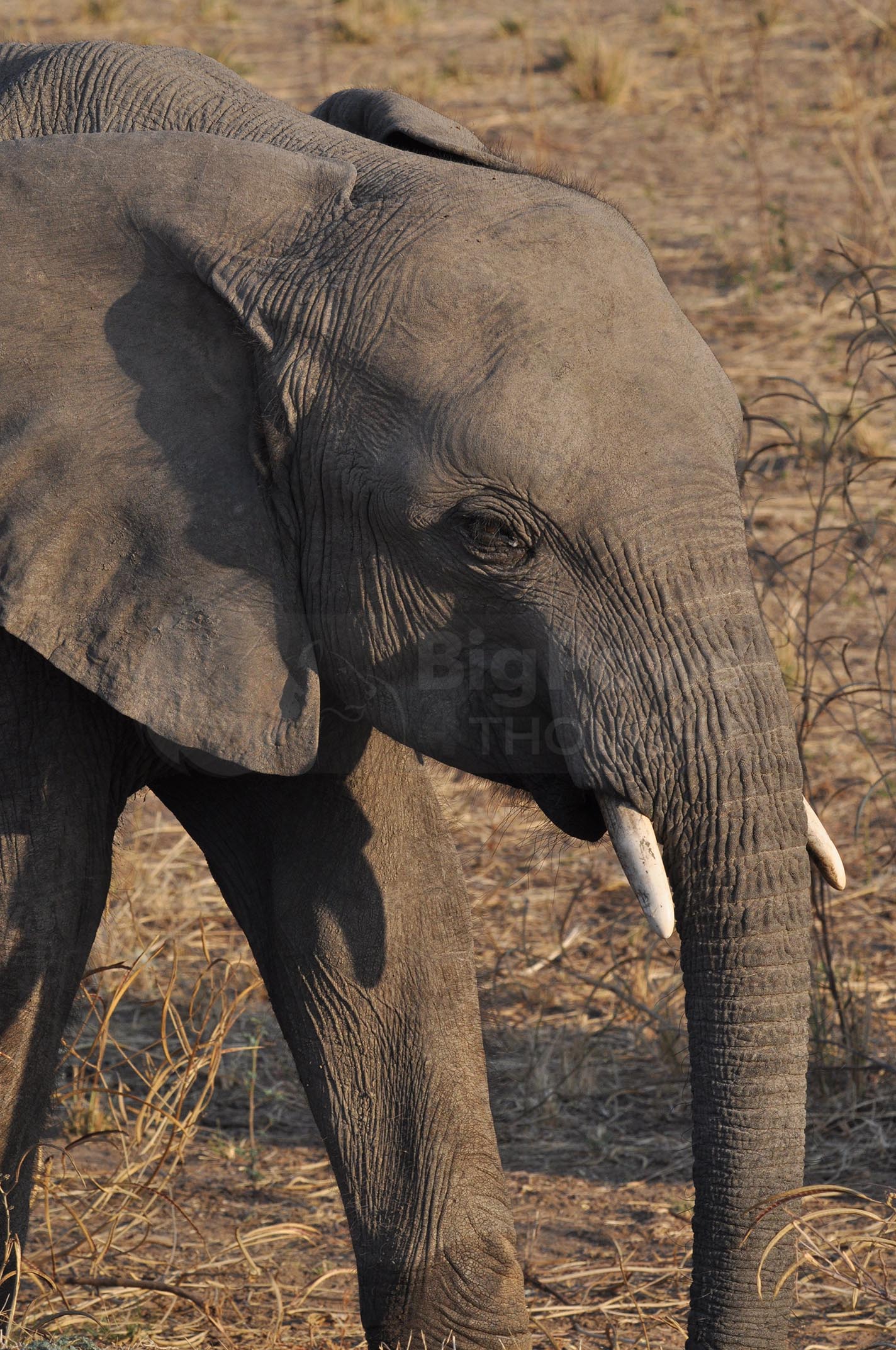 Elephant stride