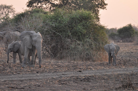 Elephant sunset gathering 1