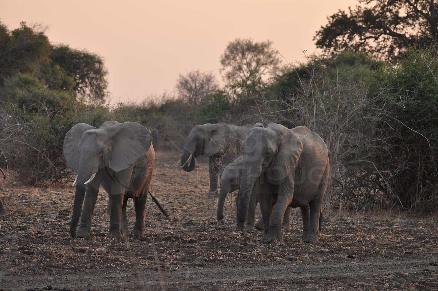 Elephant sunset gathering 2