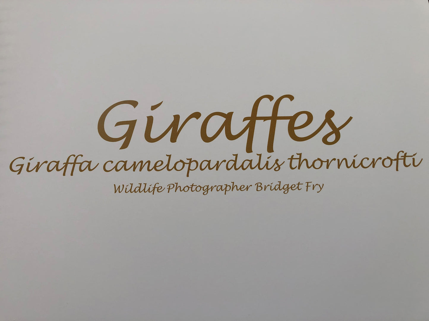 Giraffe Boxed Presenter