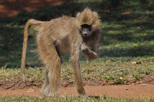 Foraging baboon