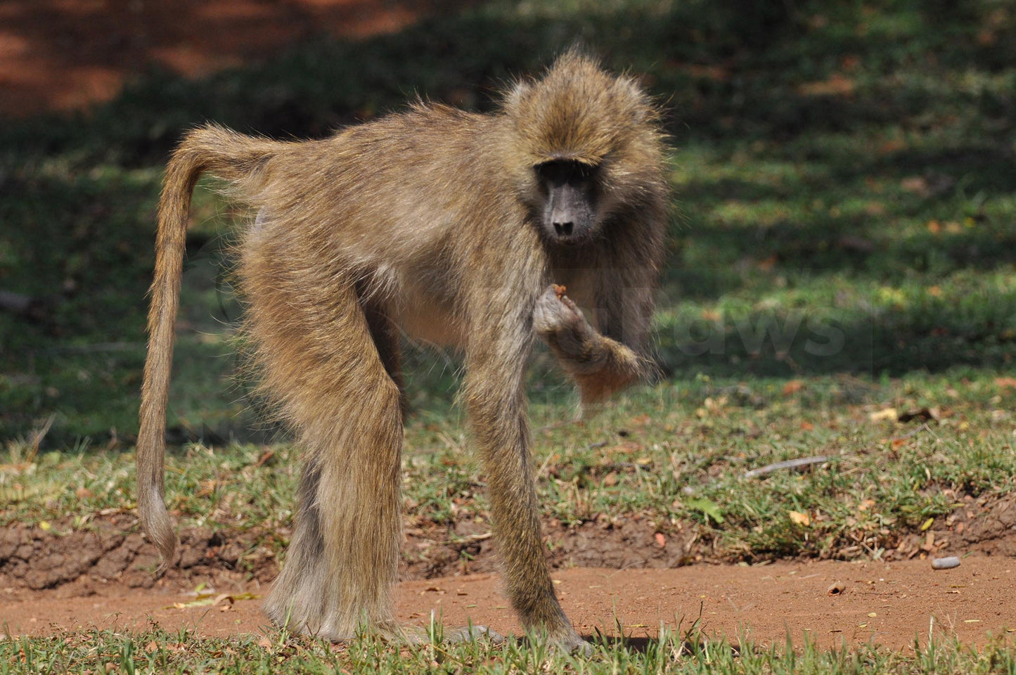 Wild Africa Boxed Presenter