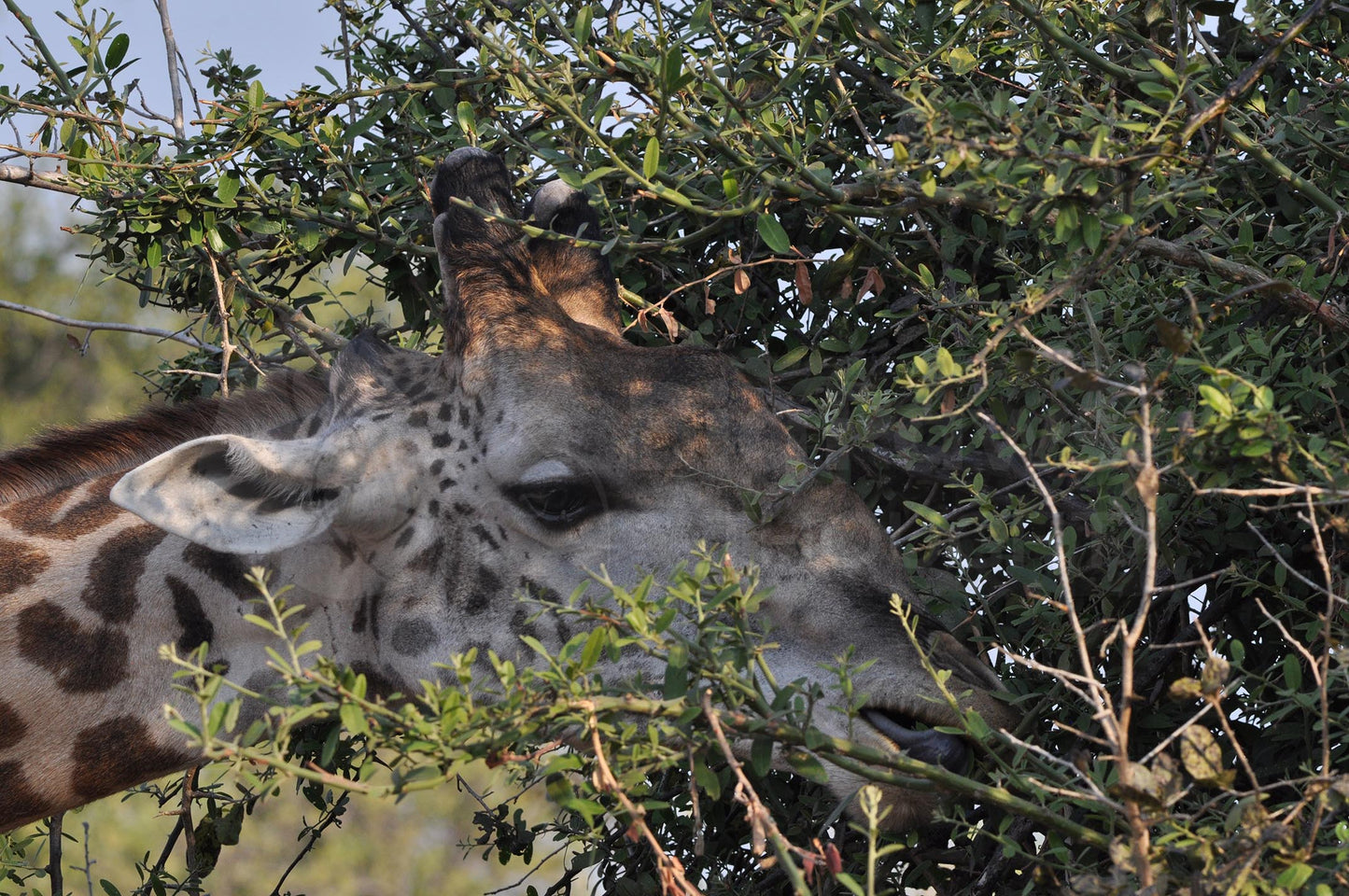 Foraging giraffe