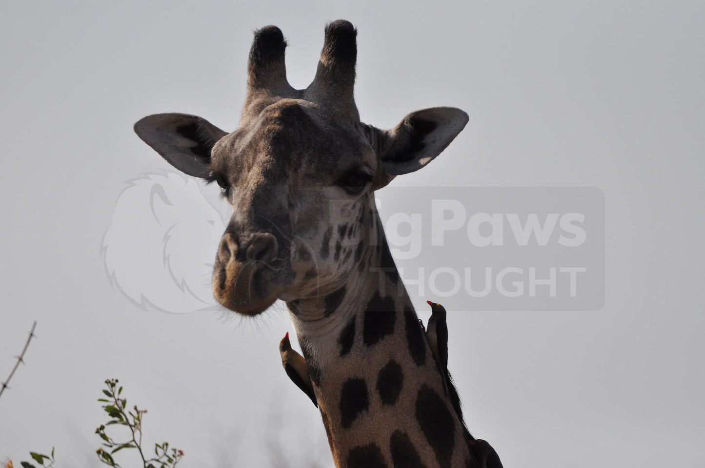 Giraffe and feeding birds