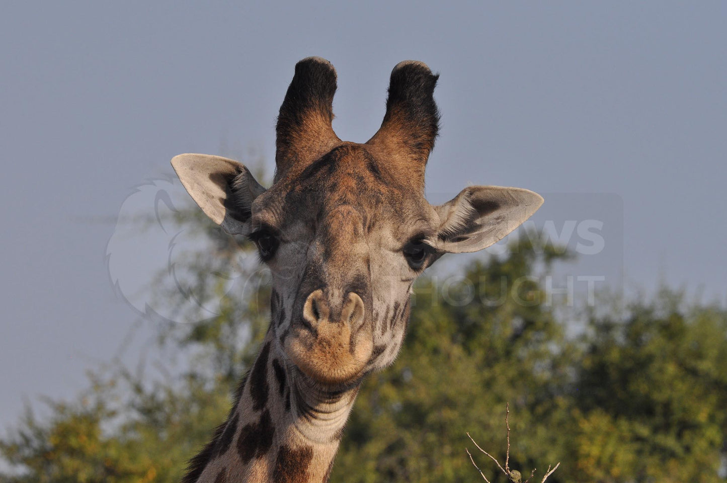 Giraffe looking at you