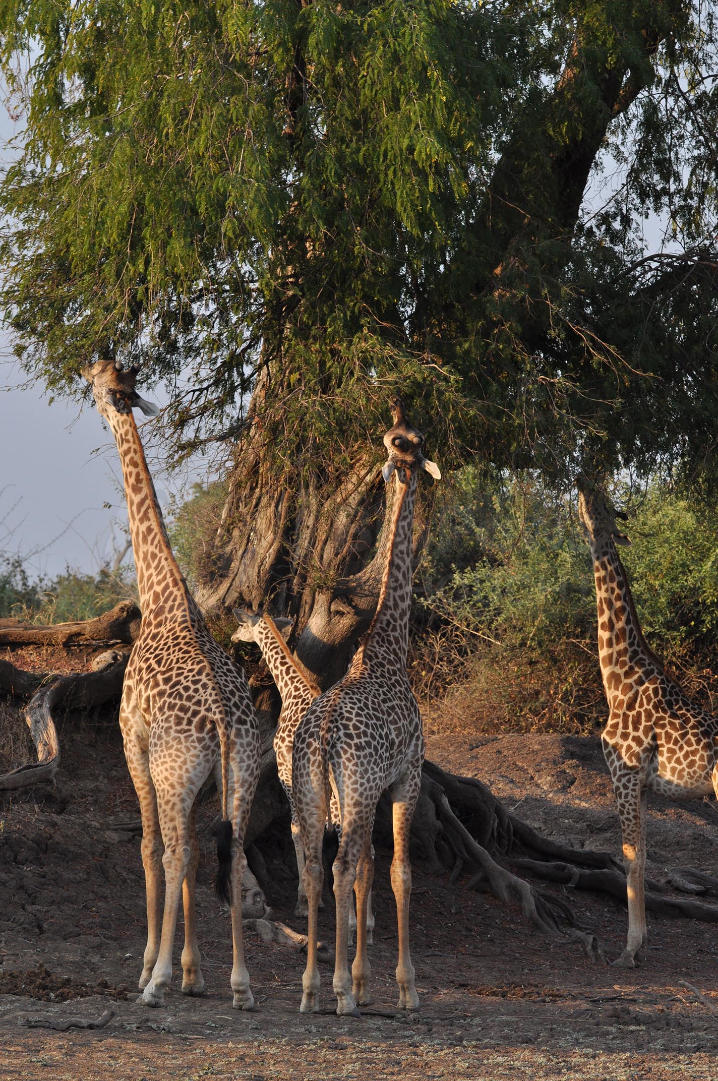 Giraffes feeding