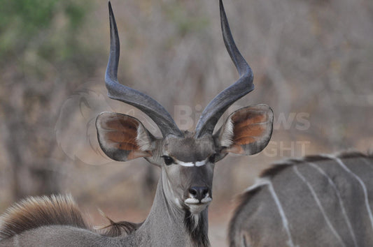 Greater kudu