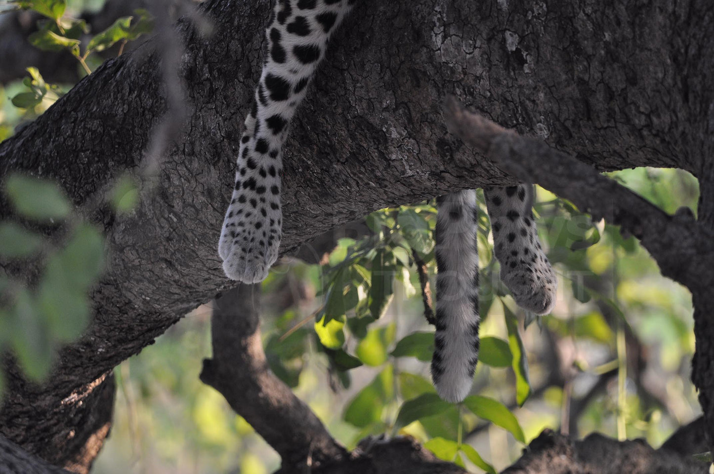 Hanging leopard paws