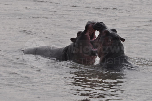 Hippo fight