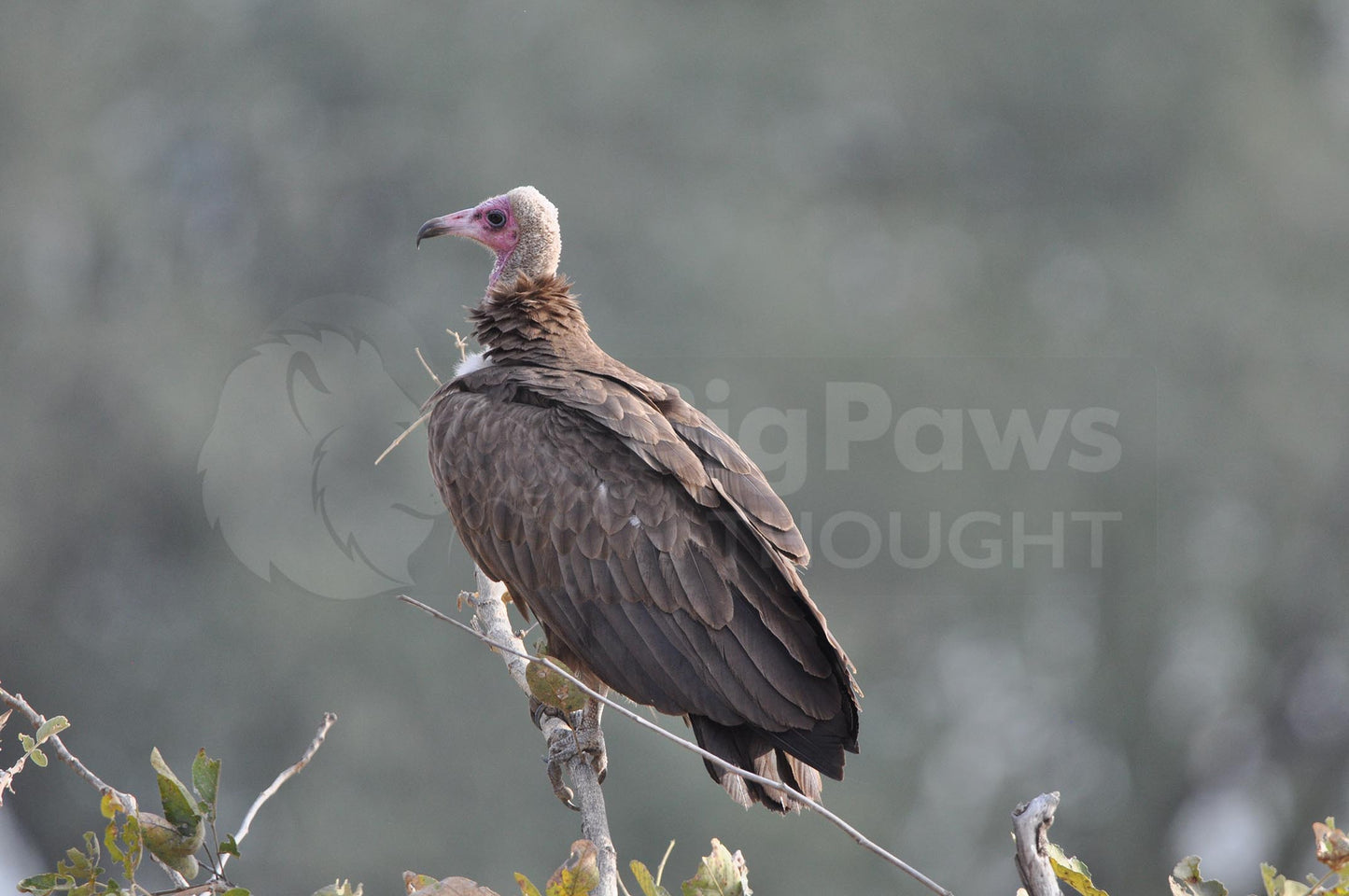 Hooded vulture