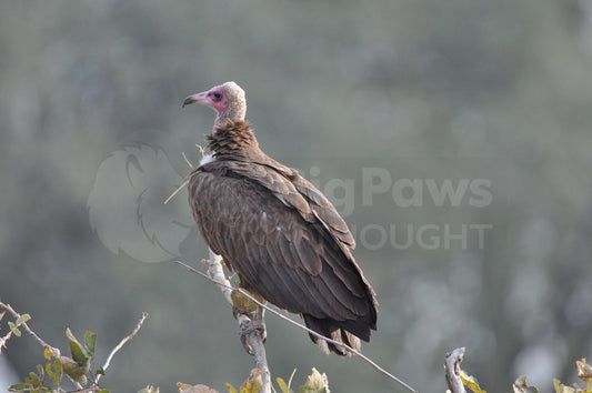 Hooded vulture