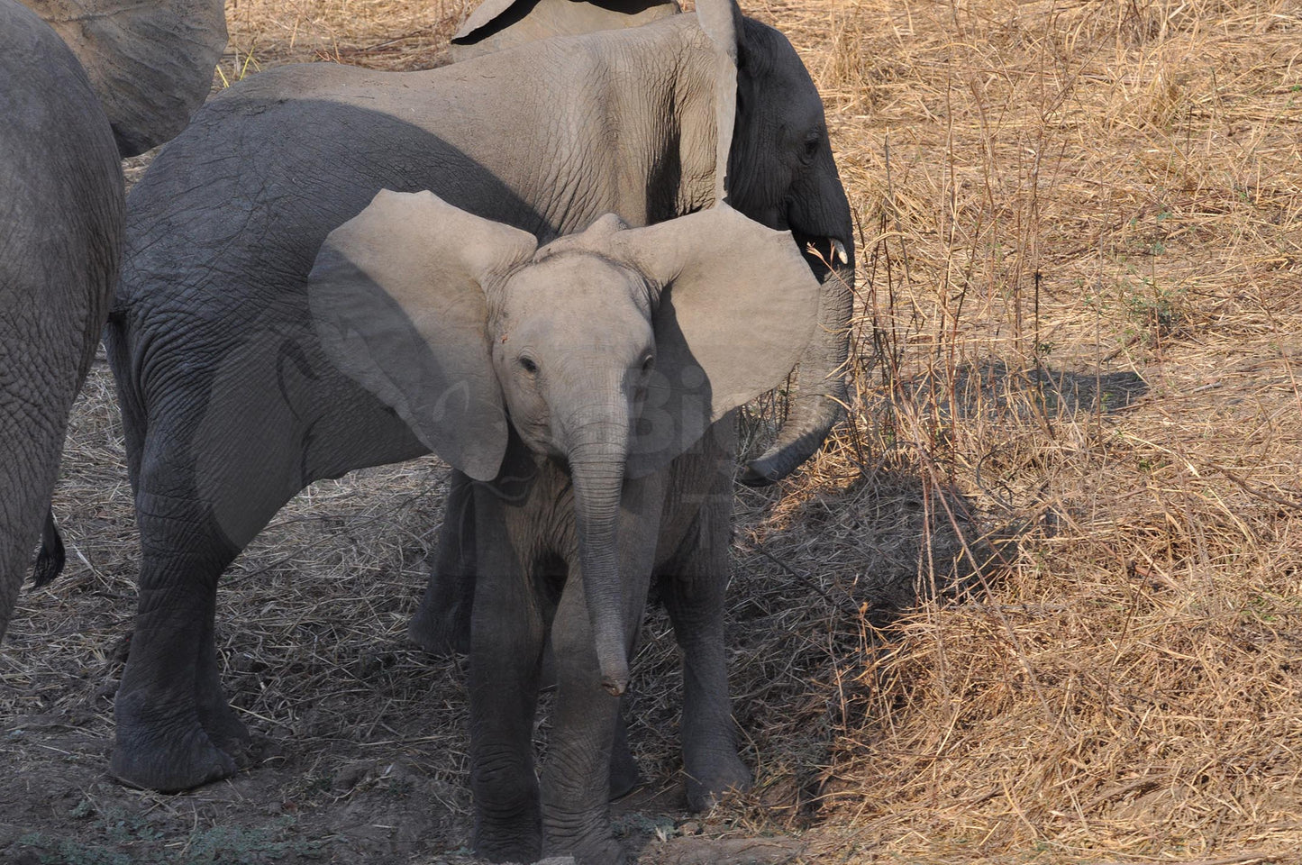 Inquisitive elephant