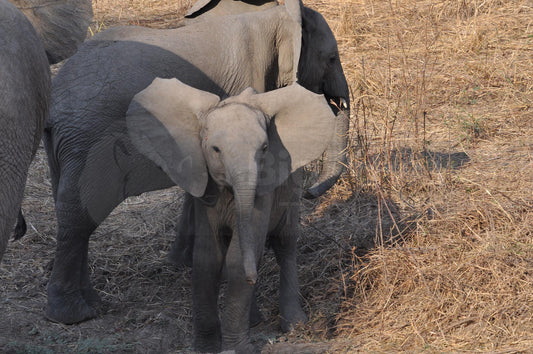 Inquisitive elephant