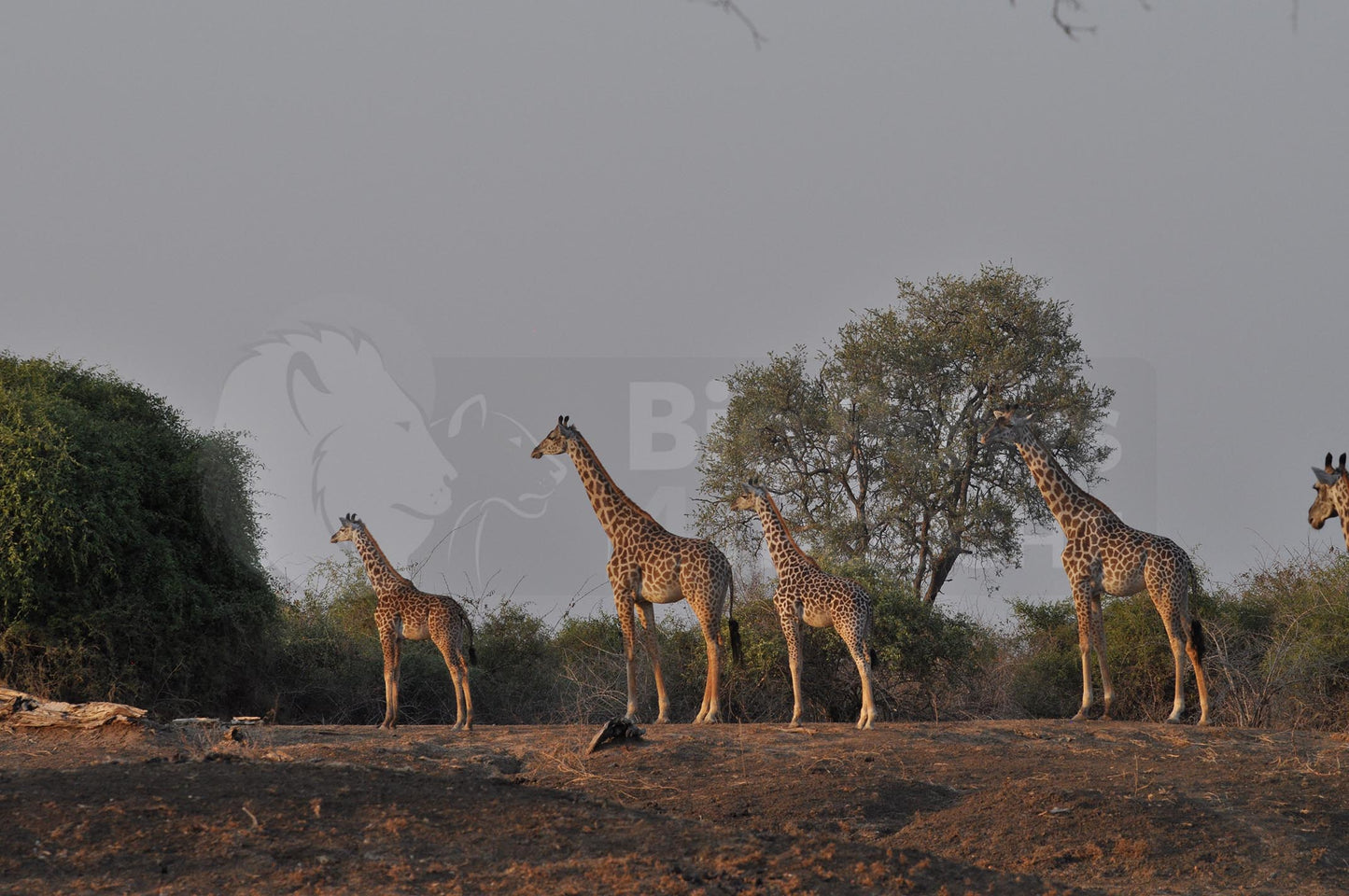 Inquisitive giraffes