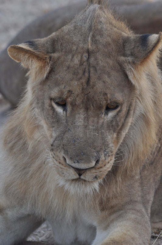 Juvenile male looking down