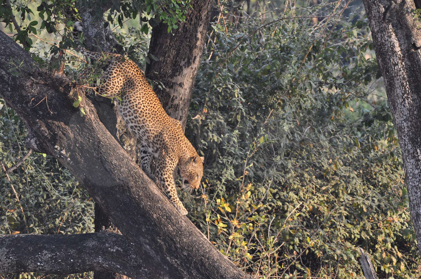 Leopard coming down the tree