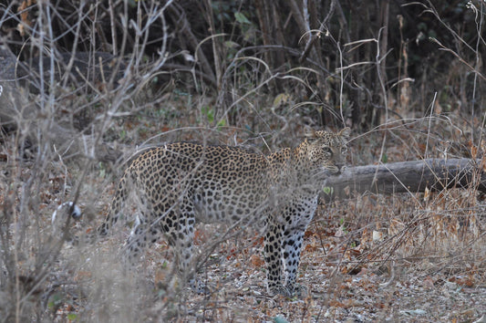 Leopard in the grass