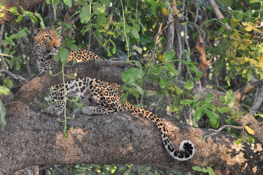 Leopard in the tree 1