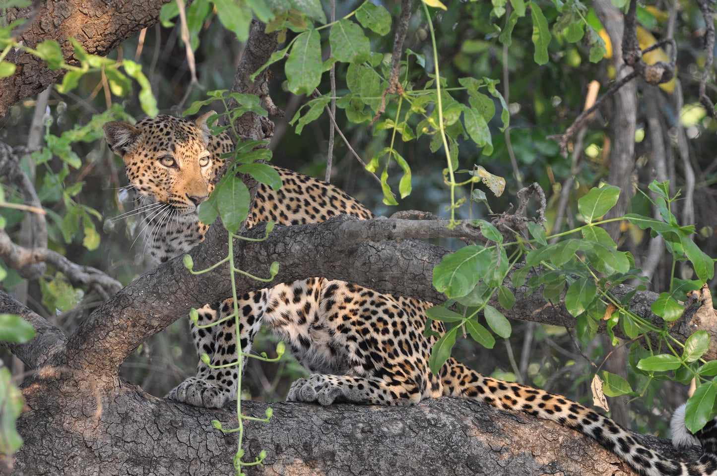 Leopard in the tree 2