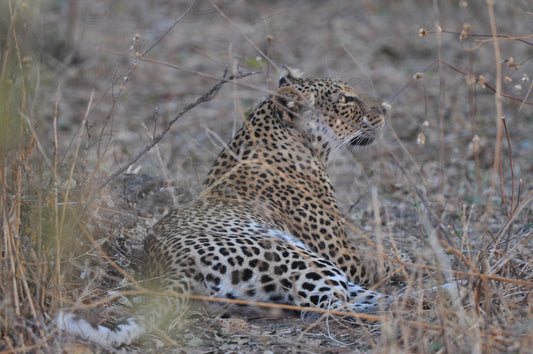 Leopard lying in the grass