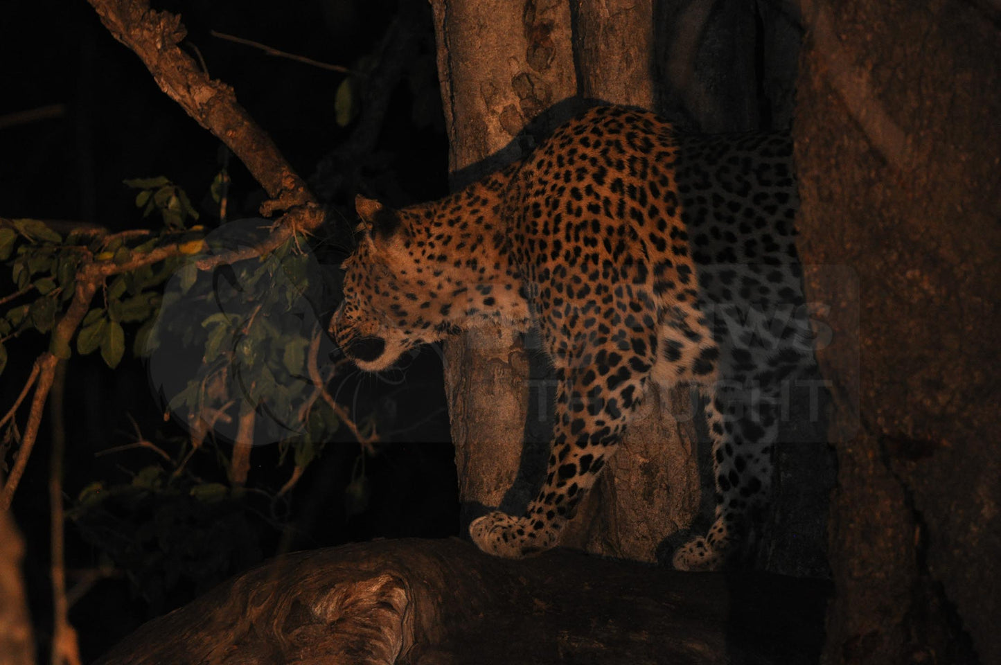 Leopard stalking in the trees