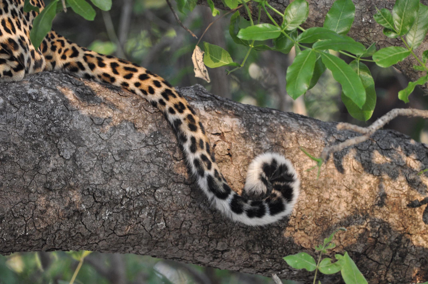 Leopard's tail