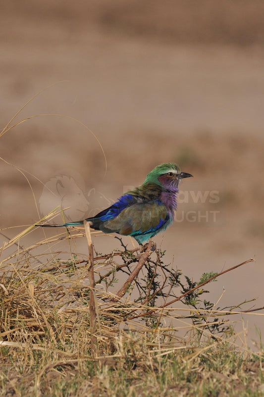 Lilac-breasted roller