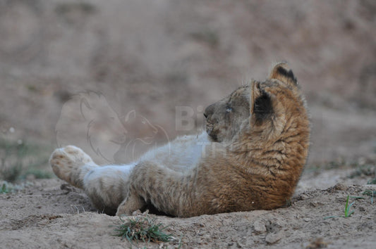 Lion cub on back