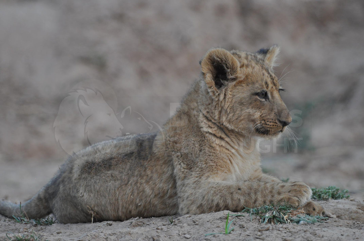 Lion cub on front