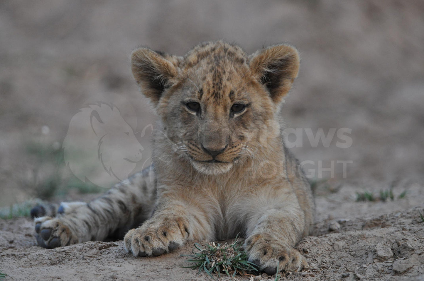 Lion cub