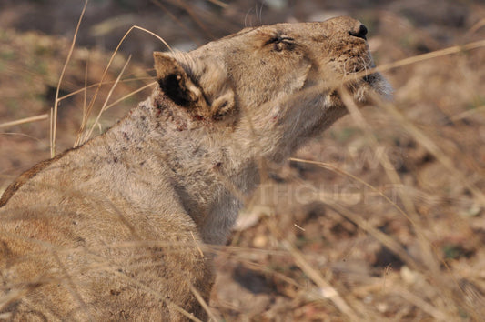 Lion neck stretch