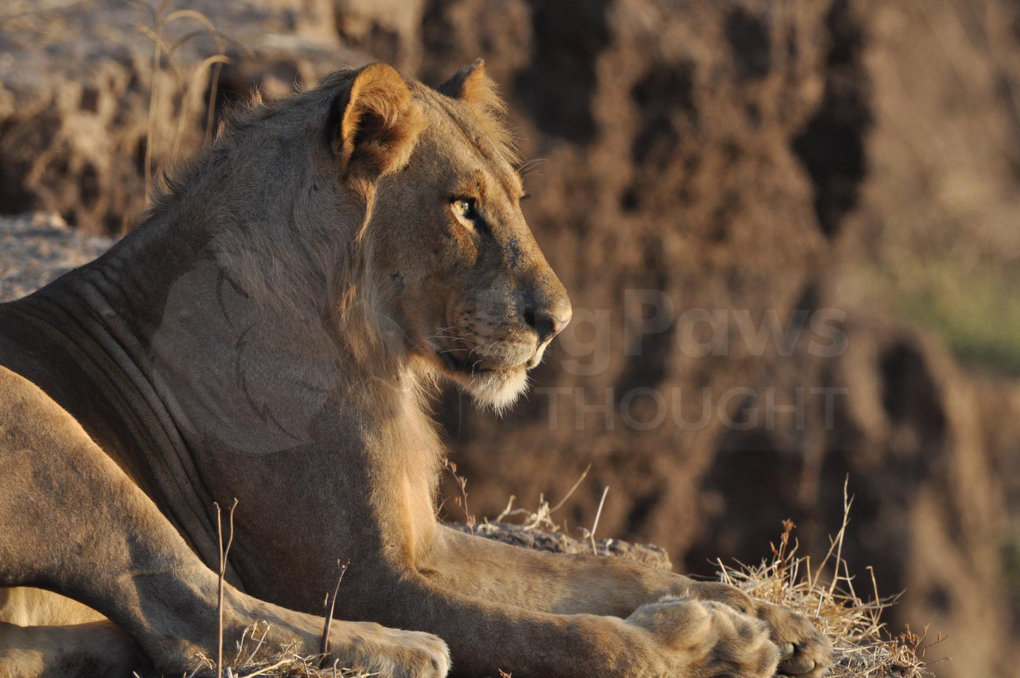 Lion on river bank