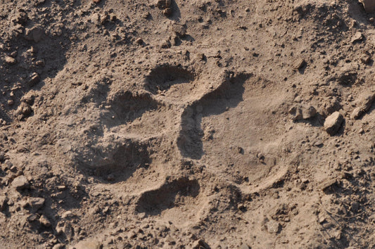 Lion paw print