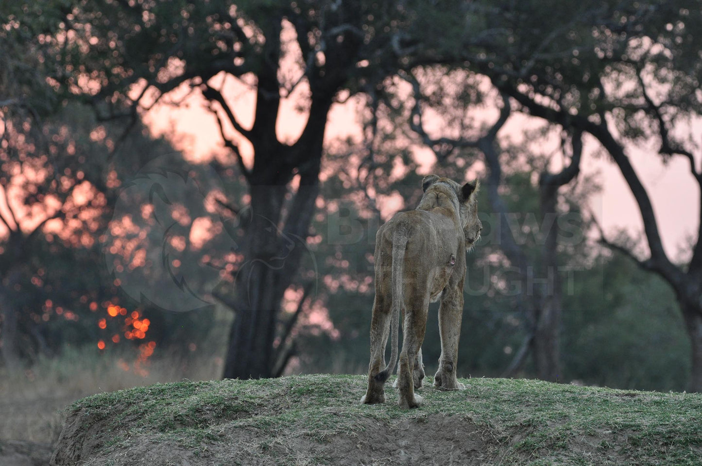 Lioness at sunset