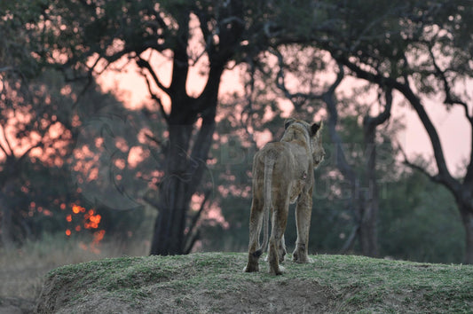 Lioness at sunset