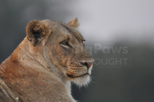 Lioness head