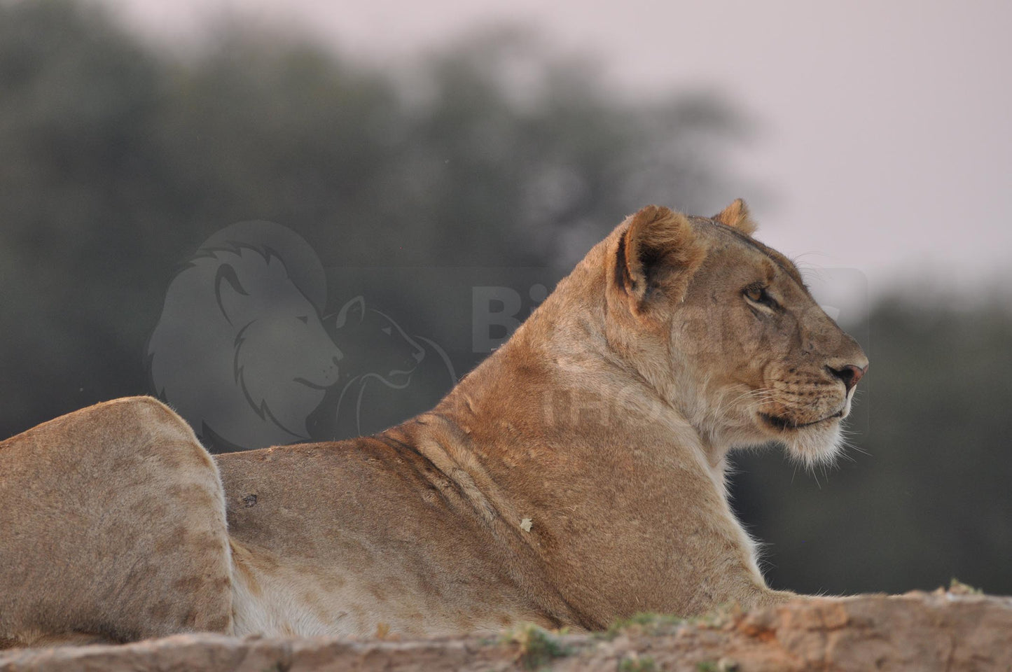 Lions Boxed Presenter