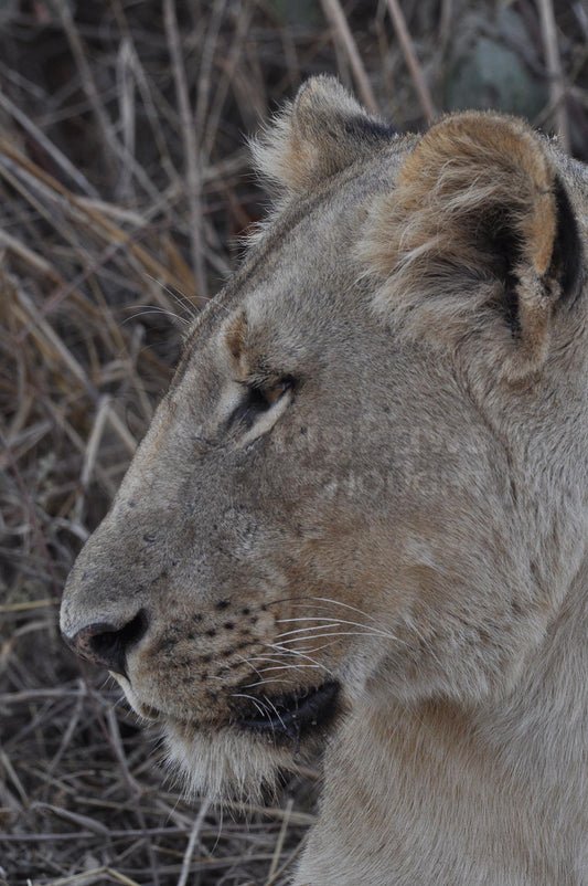 Lioness side profile