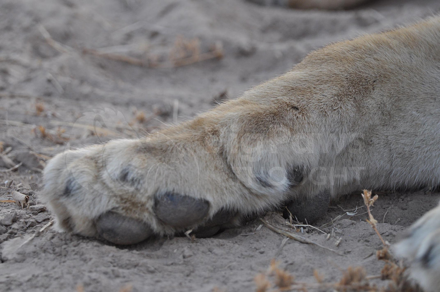 Lions paws