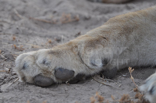 Lions paws