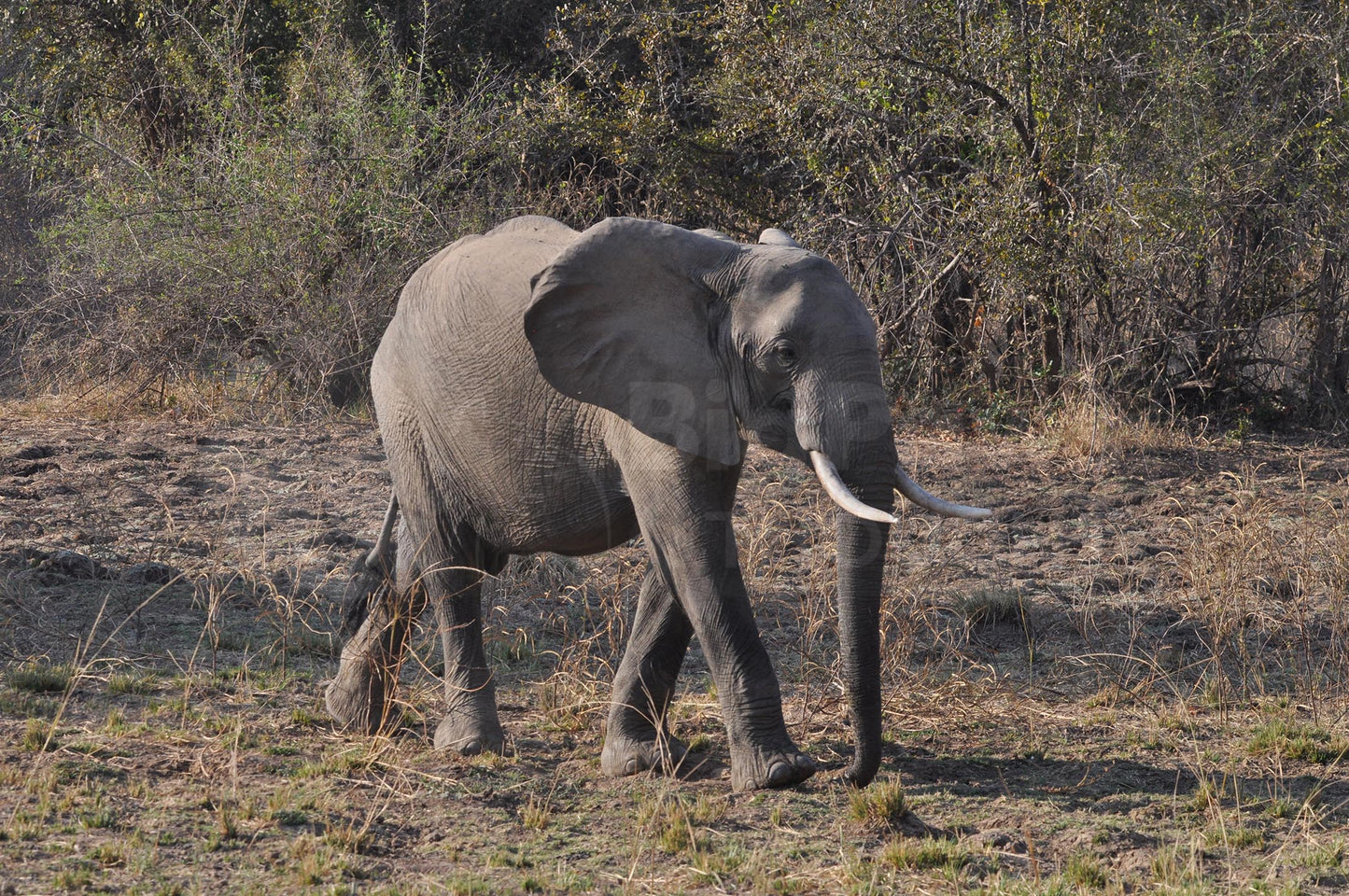 Elephant Boxed Presenter